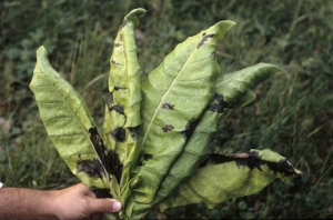 Les taches montrent des dimensions assez variables ; leur coloration noire les rend particulièrement caractéristiques. <b><i>Pseudomonas cichorii</b></i> ("black spot disease")
