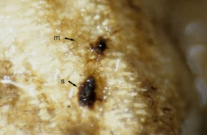 On constate sur les racines la présence du mycélium brun foncé (m) et, plus rarement, de sclérotes assez irréguliers (2 à 5 mm)(s). <i><b>Thanatephorus cucumeris</b></i> (<i>Rhizoctonia solani</i>, damping-off)
