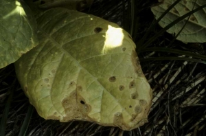 Taches marron clair, arrondies, sur une feuille basse de tabac. <b><i>Phoma exigua</i> var. <i>exigua</i></b> ("ragged leaf spot")
