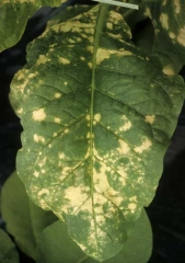 Certains herbicides systémiques absorbés par les plantes entraînent des jaunissements en taches entre les nervures, devenant rapidement nécrotiques. <b>Phytotoxicité</b> ("chemical injuries")
