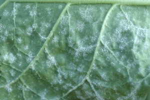 Le champignon colonise aussi la face inférieure du limbe ; on distingue bien l'aspect blanc poudreux des taches. <b><i>Golovinomyces cichoracearum</i> var. <i>cichoracearum</i></b> (oïdium, "powdery mildew")
