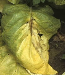 Une altération humide et brunâtre s'initie au niveau de la nervure de cette feuille de tabac qui a tendance à jaunir et dont les tissus s'effondrent rapidement. <i><b>Pectobacterium</i> sp.</b> (<i>Erwinia</i> sp., <i>Erwinia</i> leaf spot)
