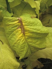 En se nécrosant, les tissus prennent une teinte beige à brun clair et une consistance plutôt sèche. <i><b>Sclerotinia sclerotiorum</i></b> (<i>Sclerotinia </i>leaf spot)
