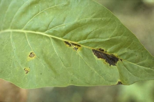 Lorsque la pression d'inoculum est élevée et que les conditions sont particulièrement favorables, la bactérie provoque des taches irrégulières et limitées, de couleur brun foncé à noire, entourée d'un halo jaune. <i><b>Pectobacterium</i> sp.</b> (anc. <i>Erwinia</i> sp., "barn rot")
