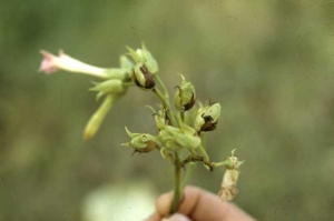 Les sépales et les pédoncules peuvent être colonisés par la bactérie ; ils prennent alors une teinte noire. <i><b>Pectobacterium</i> sp.</b> (anc. <i>Erwinia</i> sp.)
