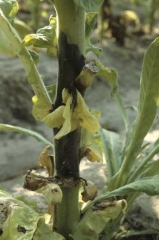 La bactérie a profité des plaies d'effeuillage pour pénétrer et coloniser la tige ; celle-ci présente une lésion noire assez étendue. <i><b>Pectobacterium</i> sp.</b> (anc. <i>Erwinia</i> sp., black leg)
