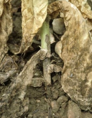 Par la suite, le chancre s'étend et prend une consistance sèche et dure. <i><b>Rhizoctonia solani</b></i>
