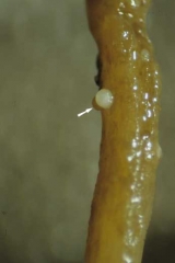 Ces "kystes" de couleur blanche dans un premier temps, correspondent en fait à des  femelles hypertrophiées restant fixées par la tête au cortex de la racine. <i><b>Globodera tabacum</b></i> ("tobacco cyst nematodes")
