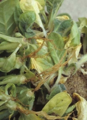 Brunissement généralisé du système racinaire de plusieurs plantules; ce dernier semble entièrement brûlé. <b><i>Olpidium brassicae</i></b> (<i>Olpidium</i> seedling blight)
