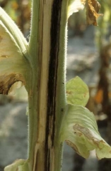 Les vaisseaux, d'abord brun clair, exhibent par la suite des stries brun sombre à noires. Les tissus contigus (cortex et moelle ) sont aussi altérés et prennent une teinte comparable. <b><i>Ralstonia solanacearum</i></b> ("bacterial wilt")
