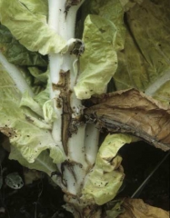 La tige montre à certains endroits une altération brune et  longitudinale du cortex. <b><i>Fusarium oxysporum </i>f. sp. <i>nicotianae</i></b> ("fusarium wilt")
