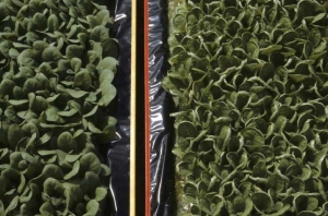 A la suite d'un coup de froid survenu dans un abri, seule la variété de tabac située à droite, certainement plus sensible, a manifesté des enroulements de feuilles caractéristiques. <b>Dégâts dus au froid</b>
