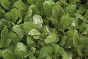 Les feuilles de ces plants, découverts récemment, ont des tissus très tendres qui s'altèrent très facilement à la suite d'une période de vent froid. <b>Accident climatique</b>
