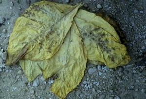Sur ces feuilles séchées, on distingue parfaitement les lignes nécrotiques brunes suivant le contour des principales nervures et traduisant une attaque déjà ancienne du <b>Virus de la mosaïque du concombre </b>(<i>Cucumber mosaic virus</i>, CMV).
