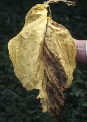 Cette feuille présente un brunissement unilatéral du limbe dont la répartition est assez comparable à celle des flétrissements provoqués par les maladies vasculaires. <b><i>Verticillium dahliae</i></b> (verticilliose du tabac)
