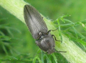 <i>Agriotes</i> sp. sur adventice en lisière de champ. <b>Taupin</b> (click beetle)