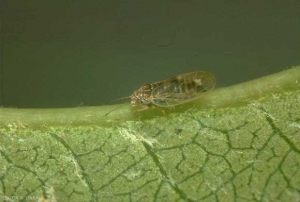 Adulte de <i>Cacopsylla pyri</i> s'alimentant sur la nervure d'une feuille de poirier.
