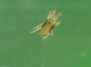 Tetranychus__urticae_4