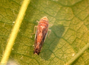 <i>Scaphoideus titanus</i> adulte. Le corps est brun ocre tacheté de brun sombre. <b>Cicadelle de la vigne</b> (vine leafhopper)