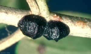 Femelles <i>Saissetia oleae</i> adultes sur olivier. La carapace porte un relief caractéristique en forme de "H". <b>Cochenille noire de l'olivier</b> (olive black scale)