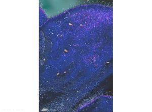 Frankliniella_occidentalis_3