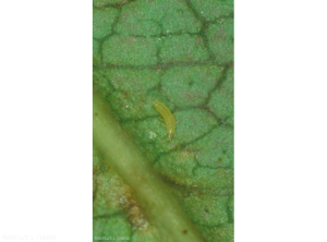 Frankliniella_occidentalis_4
