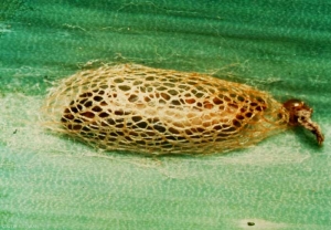 Cocon de nymphose de <i>Acrolepiopsis assectella</i>. La chrysalide est visible à travers la résille de soie ; l'exuvie larvaire, rejetée hors du cocon, reste adhérente. <b>Teigne du poireau</b> (leek moth)