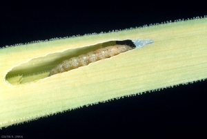 Galerie de chenille <i>Acrolepiopsis assectella</i> creusée dans une feuille centrale ; les rejets d'excréments sont humides. <b>Teigne du poireau</b> (leek moth)