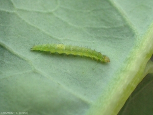 Chenille de <i>Plutella xylostella</i>, l'abdomen est vert pâle avec des soies noires . <b>Teigne des crucifères</b> (diamond-back moth)
