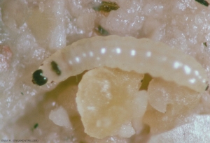 Chenille jeune de <i>Homoeosoma nebulella</i> sur capitule de tournesol. Son corps est grisâtre. <b>Pyrale du tournesol</b> (sunflower moth)