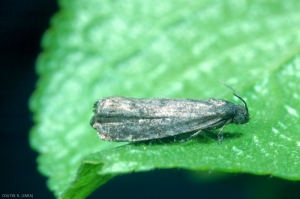 Adulte <i>Grapholita funebrana</i> au repos sur feuille de prunier. Les ailes antérieurs sont triangulaires, gris brun foncé. <b>Carpocapse des prunes</b> (plum fruit moth)