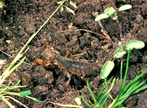 gryllotalpa_gryllotalpa2