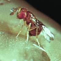 trichogramme