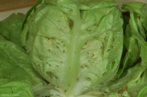 Dégâts sur laitue dus à <i>Nasonovia ribisnigri</i>, la plante est totalement envahie. <b>Puceron de la laitue </b>(lettuce aphid)
