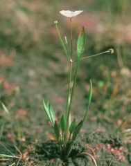 Alisma-plantago-aquatica4