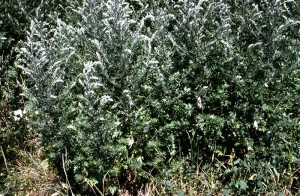 Artemisia-verlotiorum