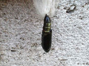 Nymphe ou chrysalide de <i>Autographa gamma</i>. De couleur verte et noire, elle est reliée au cocon soyeux qui normalement la protège. <b>Noctuelle gamma</b> (silver Y moth)