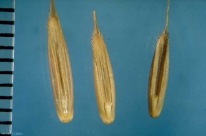 Brachypodium-distachyon