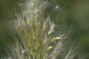 Bothriochloa-saccharoides4