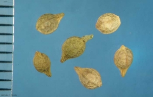 Calepina-irregularis