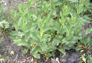 Lepidium-draba6