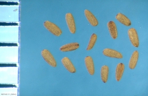 Epilobium-tetragonum