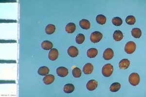 Eragrostis-cilianensis