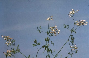 Fumaria-capreolata4