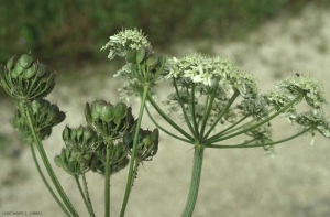 Heracleum-sphondylium3