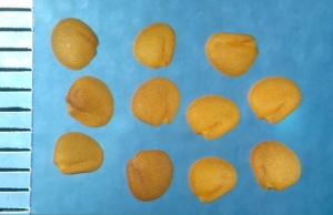 Medicago-orbicularis