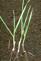 Phalaris-paradoxa5