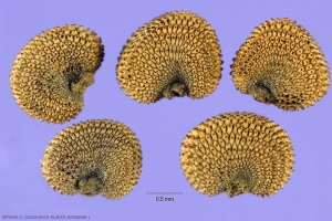 silene-vulgaris1