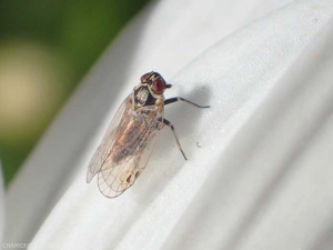 <i>Hyalesthes obsoletus</i> observé sur reine marguerite. Cette cicadelle transmet le phytoplasme responsable des jaunisses de la reine-marguerite. <b>Cicadelle vectrice du stolbur</b> 