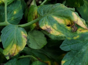Ces deux folioles situées sur un côté d'une feuille de tomate sont affectées par la verticilliose. Des jaunissements et des dessèchements en forme de V inversé se sont formés. <b><i>Verticillium dalhiae</i></b> (verticilliose, <i>Verticillium</i> wilt)